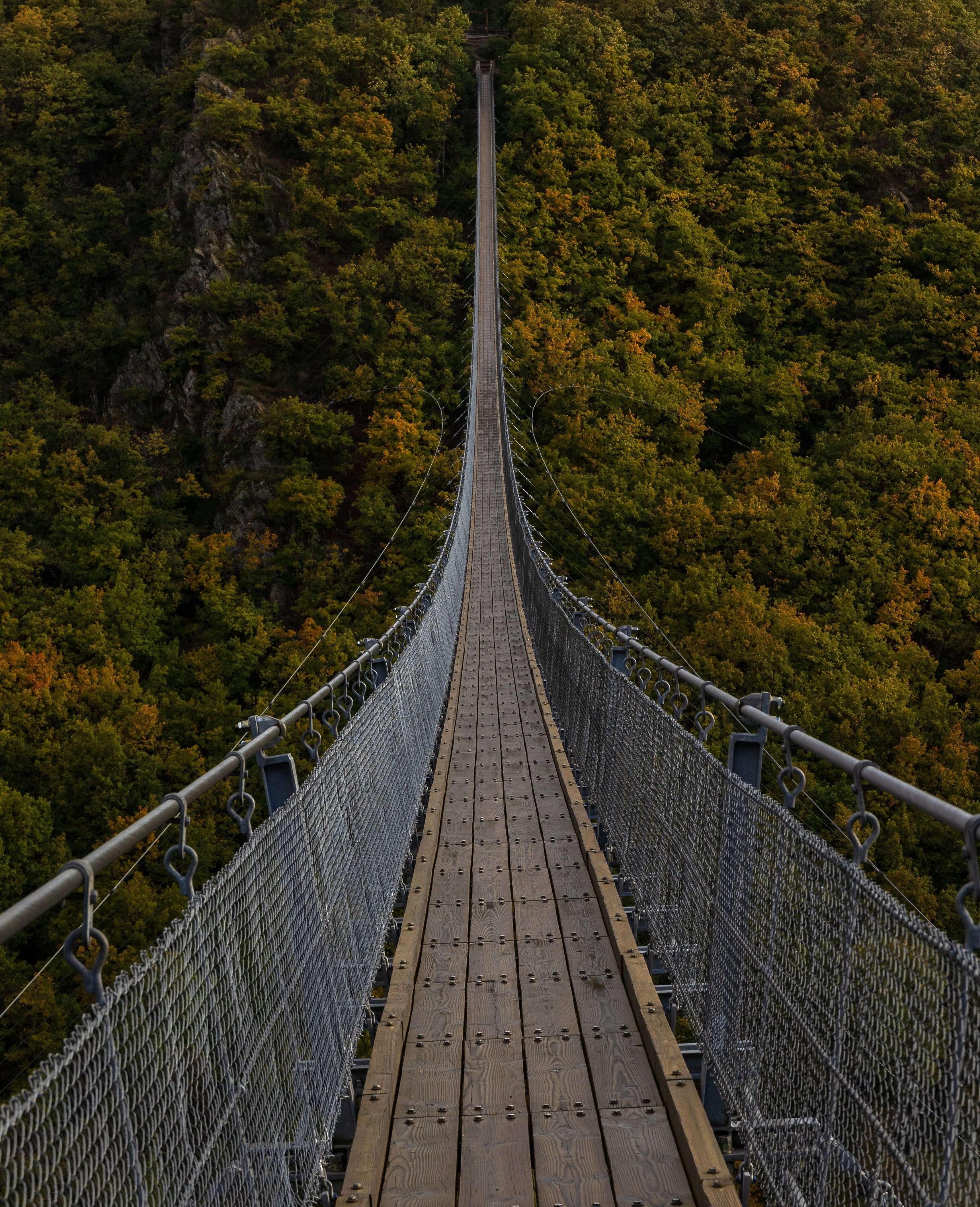 a very long bridge, over the forest